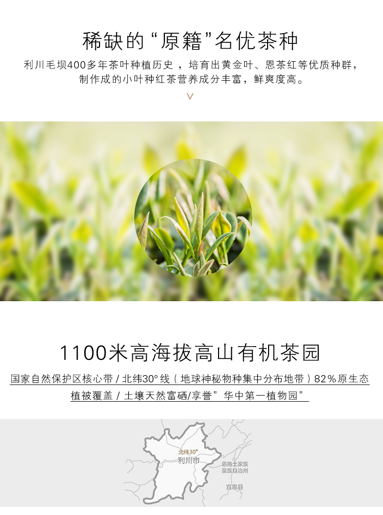 風吟 工夫紅茶