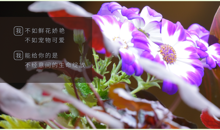 植物智能花盆仿陶瓷塑料簡(jiǎn)約創(chuàng)意圓形多肉花盆多彩花瓶防腐